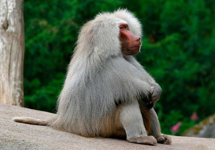 Sua natureza é meditação.